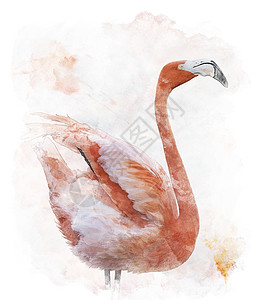 火烈鸟的水彩数字绘画背景图片