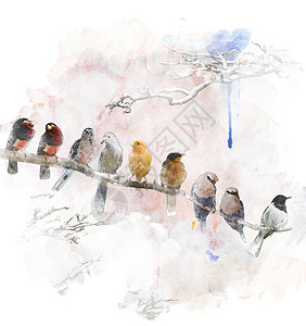 栖息鸟类的水彩数字绘画图片