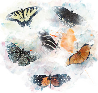 蝴蝶的水彩数字绘画图片
