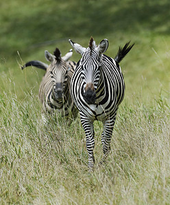 两只斑马高高的草地上奔跑图片