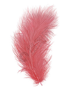 白色背景上分离的粉红色羽毛背景图片
