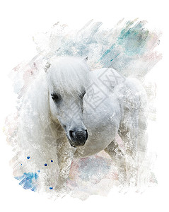 白色小马的水彩数字绘画图片