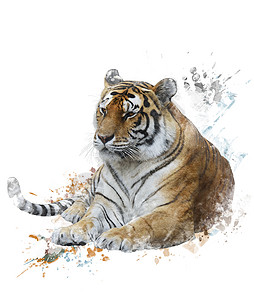 老虎的水彩数字绘画图片