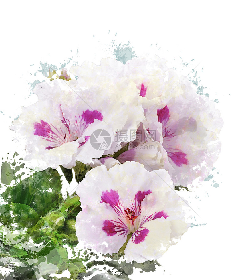 天竺葵花的水彩数字绘画图片