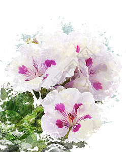 天竺葵花的水彩数字绘画背景图片