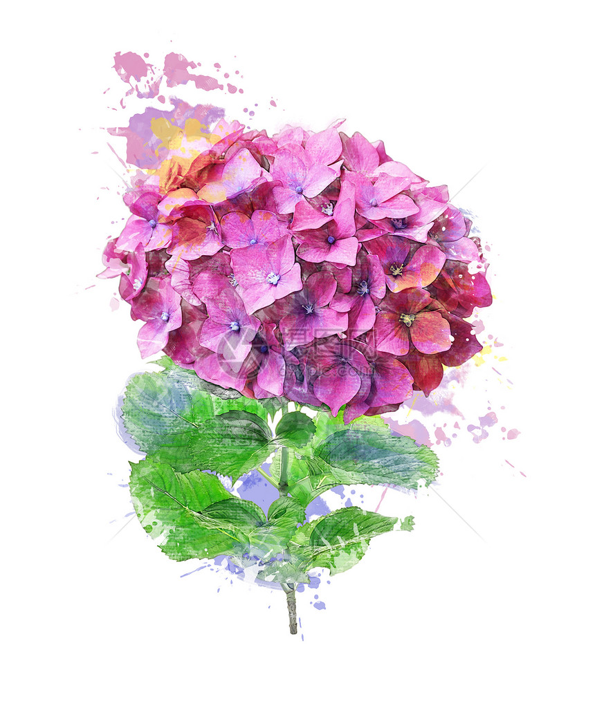 绣球花的水彩数字绘画图片