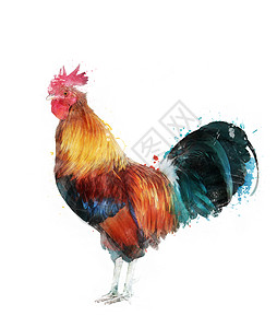 水彩数字画公鸡背景图片
