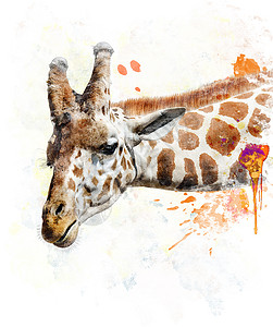 长颈鹿的水彩数字绘画图片
