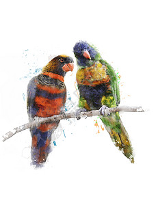 彩虹鹦鹉的水彩数字绘画彩虹洛里凯特图片