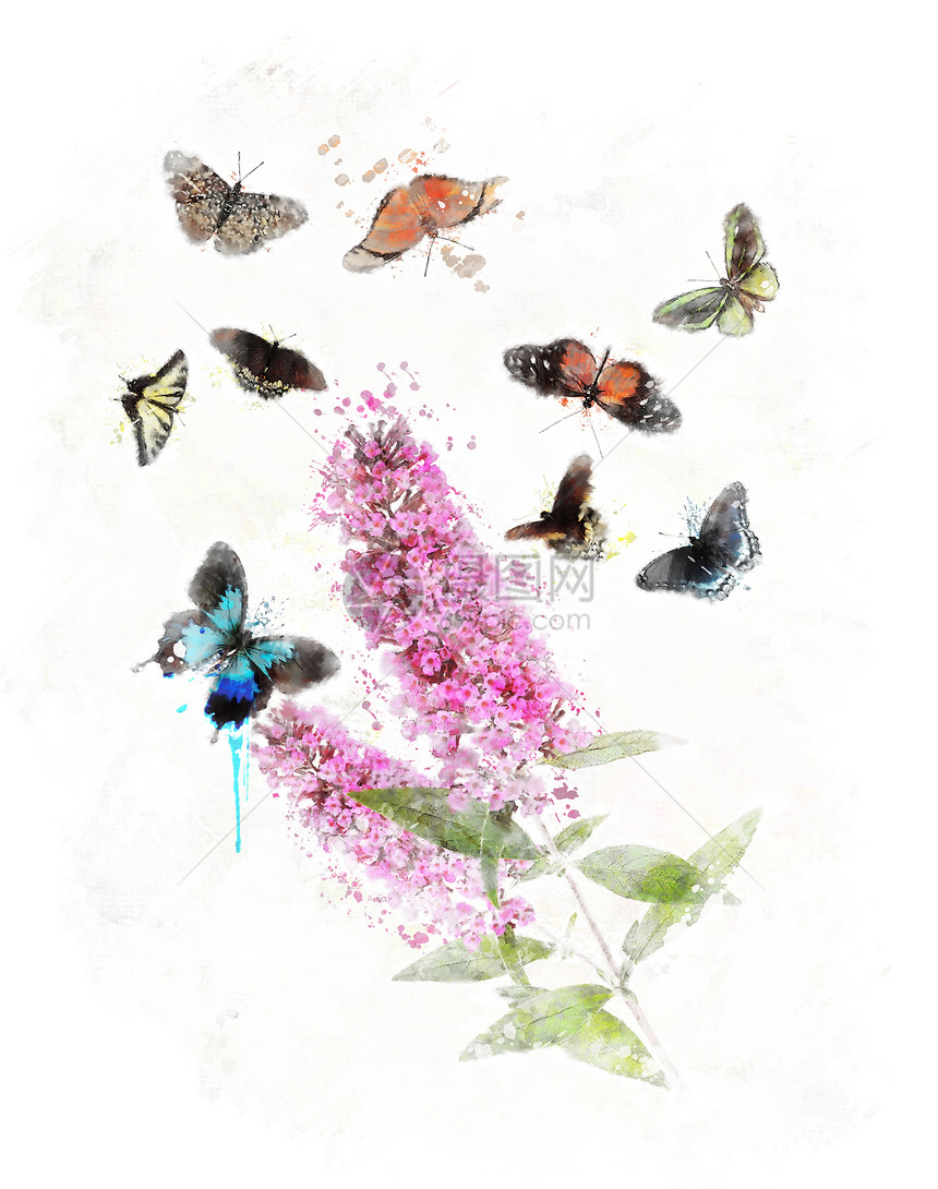 水彩数字画布杜加蝴蝶灌木丛与蝴蝶图片
