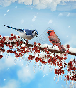 冬季鸟类的数字绘画图片
