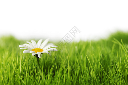 甘菊花绿色的春草中白色的背景图片