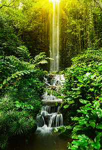 森林中的热带瀑布图片