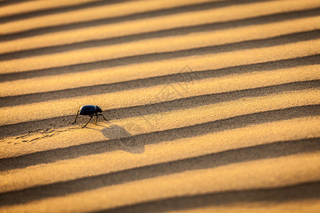 沙漠沙丘上的沙棘甲虫图片