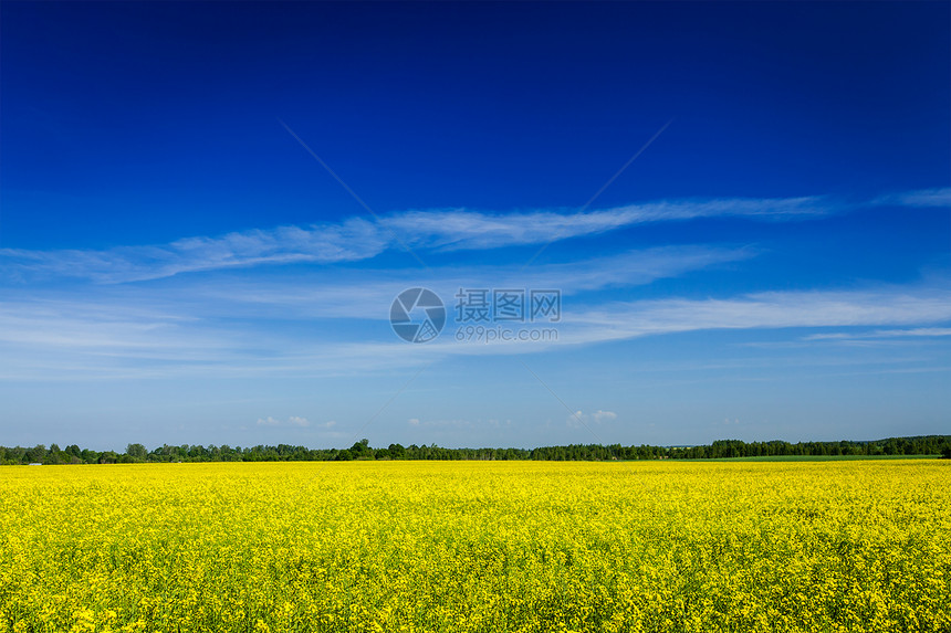 春季夏季背景黄色油菜油菜田蓝天图片