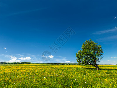 春天的夏天背景盛开的花朵,绿色的草地,草地,风景,蓝天下,孤独的树图片