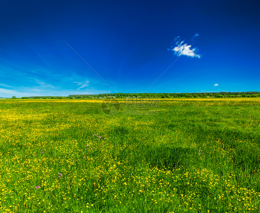 春夏背景盛开的花田草地与蓝色的图片