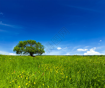 春天的夏天背景盛开的花朵,绿色的草地,草地,风景,蓝天下,孤独的树图片