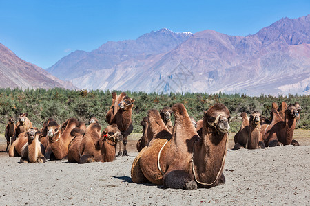 伊特里亚谷喜马拉雅山的巴克特里亚骆驼努布拉谷拉达克查谟克什米尔的Hunder村背景