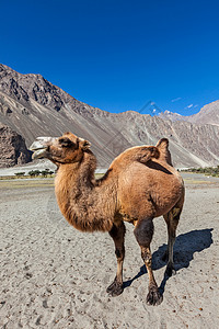 西巴克山喜马拉雅山的巴克特里亚骆驼努布拉谷拉达克查谟克什米尔的Hunder村背景