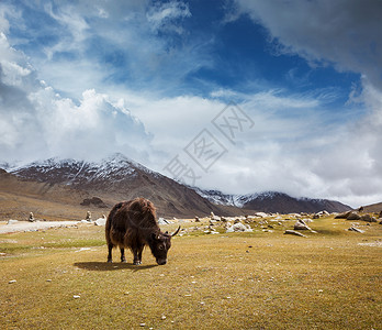 喜马拉雅山上的牦牛放牧拉达克,高清图片