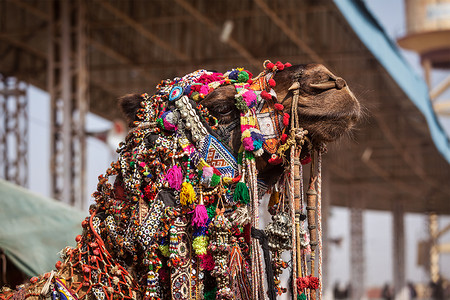 装饰骆驼普什卡尔梅拉普什卡尔骆驼博览会普什卡,拉贾斯坦邦,印度图片