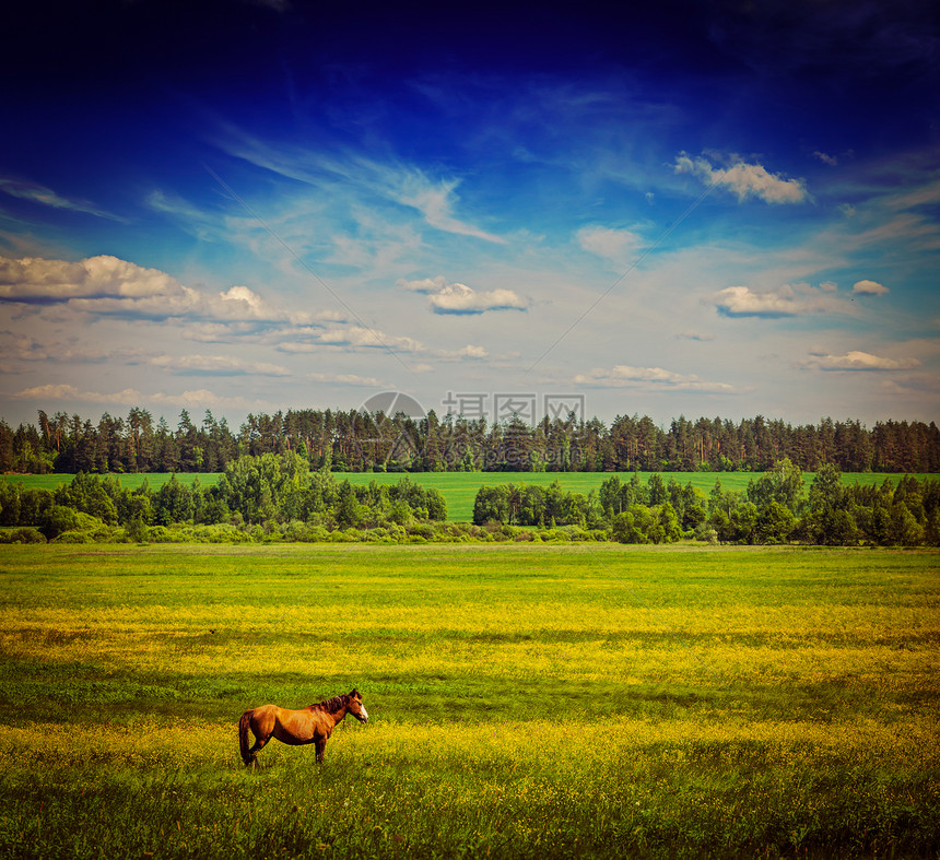 复古复古潮人风格的旅行形象,春夏背景绿色草地,草地风景,蓝蓝的天空下,带着牧马图片