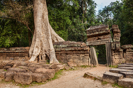 旅游柬埔寨背景古遗址与树根,塔普鲁姆寺,吴哥,柬埔寨图片