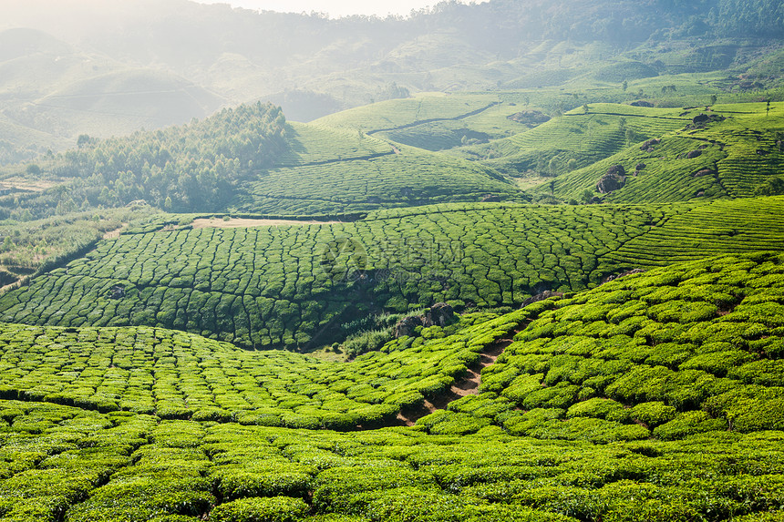 喀拉拉印度旅游背景印度喀拉拉邦穆纳尔的绿茶种植园旅游景点图片