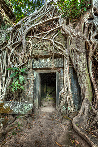 高动态范围HDR图像古石门树根,塔普鲁姆寺遗址,吴哥,柬埔寨背景图片