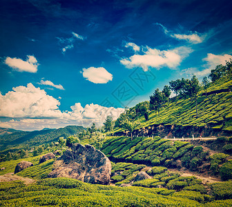 复古时尚风格的旅行形象喀拉拉印度旅行背景绿色茶园穆纳尔,喀拉拉,印度图片