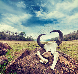 库埃迪奇角老式复古时髦风格的旅行形象的Gaur印度野牛头骨与角骨头佩里亚野生动物保护区,库米利,喀拉拉,印度背景