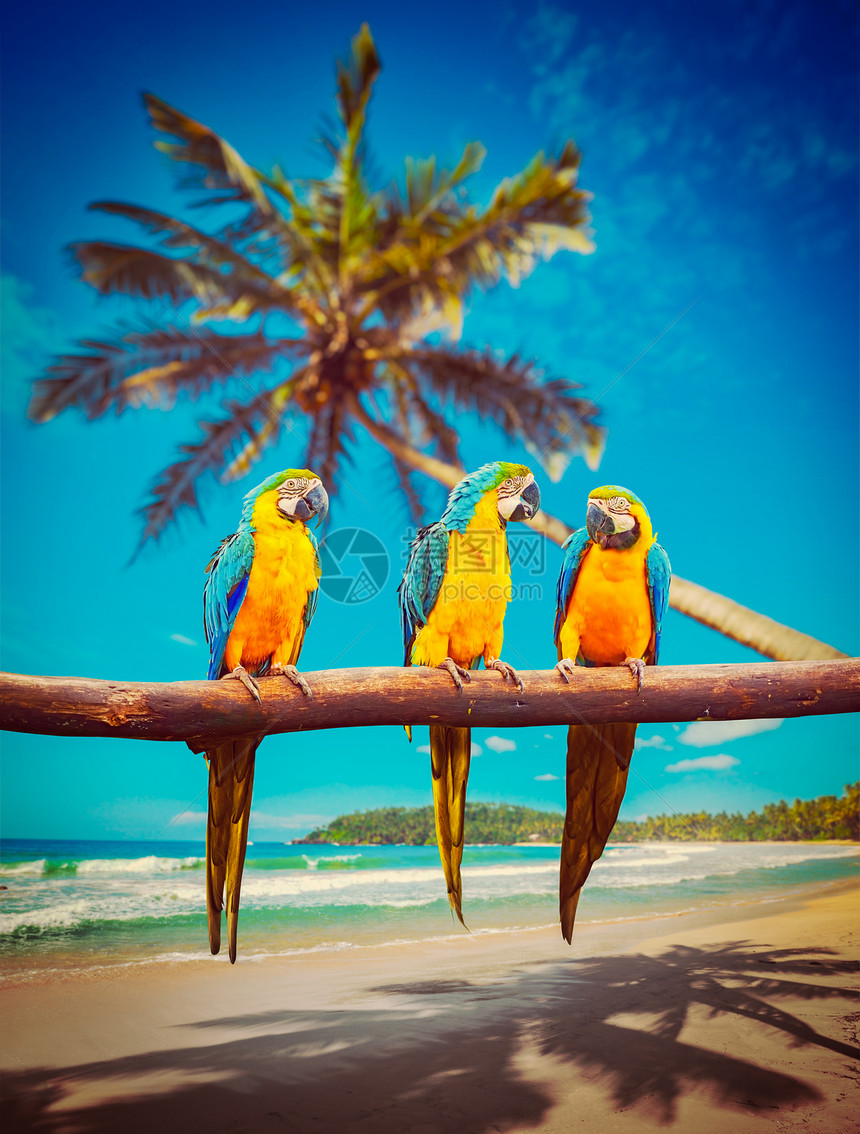热带度假三只鹦鹉蓝黄相间的鹦鹉,也被称为热带美丽的田园海滩海洋背景上的蓝金鹦鹉图片