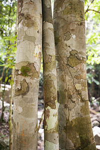 森林中树干的特写KohPhaNn泰国高清图片