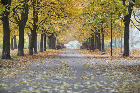 公园里的人行道秋天的树图片