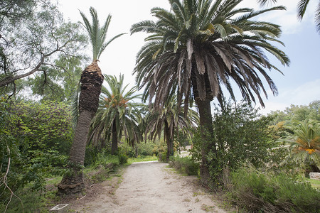 枣树的土路突尼斯突尼斯背景图片