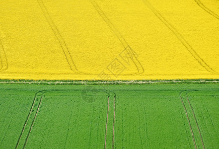 绿色黄色麦田景观图片