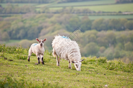 田间的母羊春羊图片