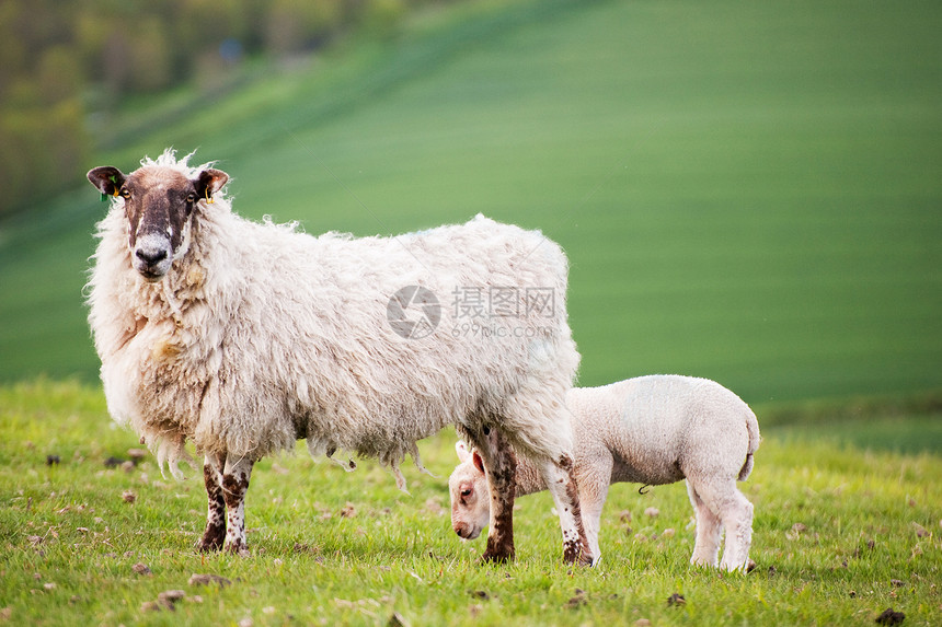 田间的母羊春羊图片