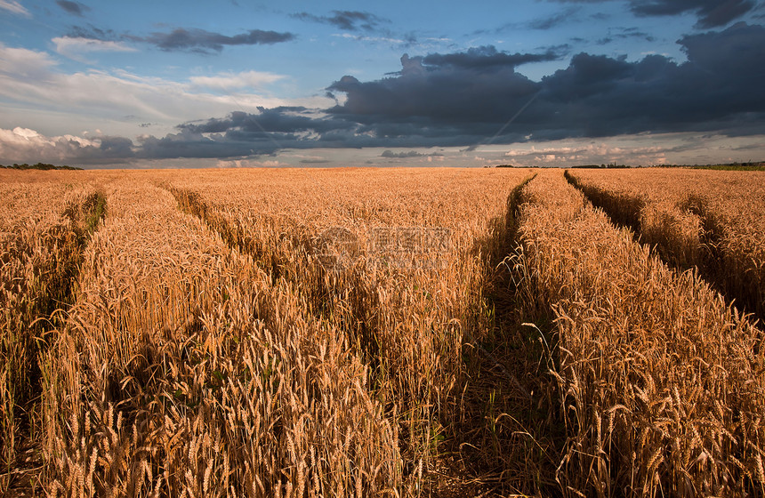 戏剧天空下麦田的农业景观形象图片