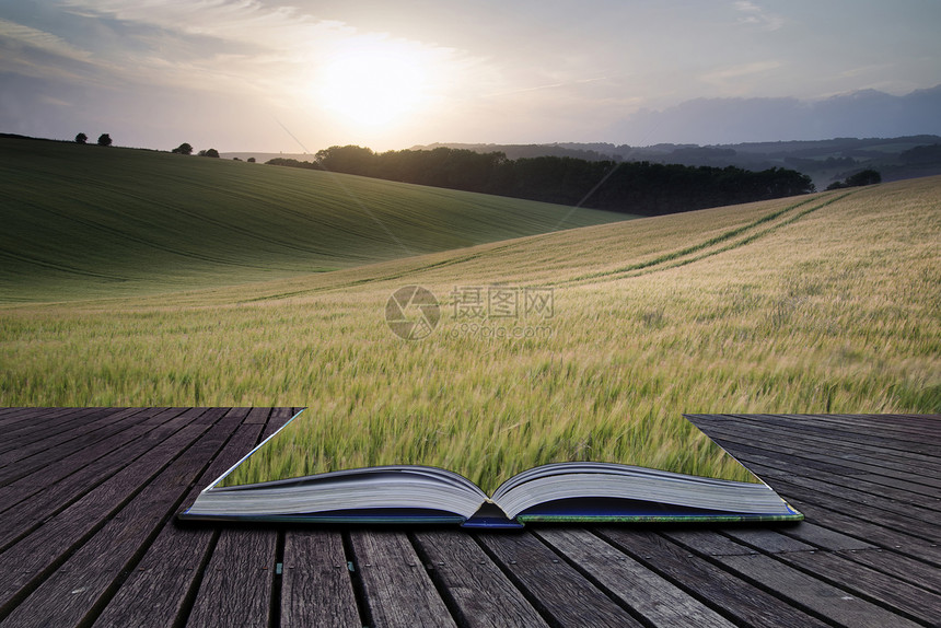 创意页的书籍美丽的夏季景观,种植小麦作物日落图片