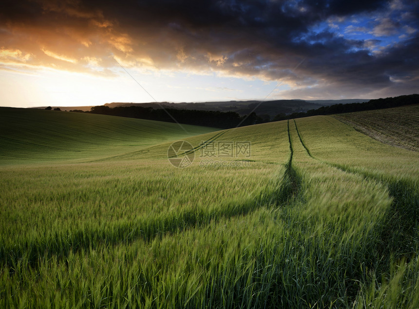 日落时种植小麦作物的美丽夏季景观图片