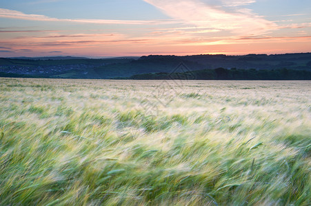 英格兰夏季日落期间风中谷物拂场的景观图片