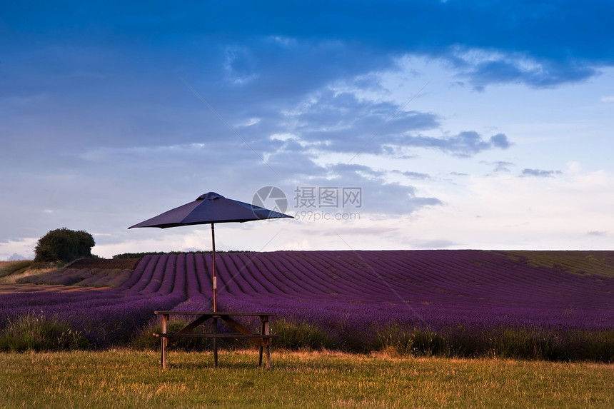 日落时薰衣草田野的美丽景观与戏剧的天空图片