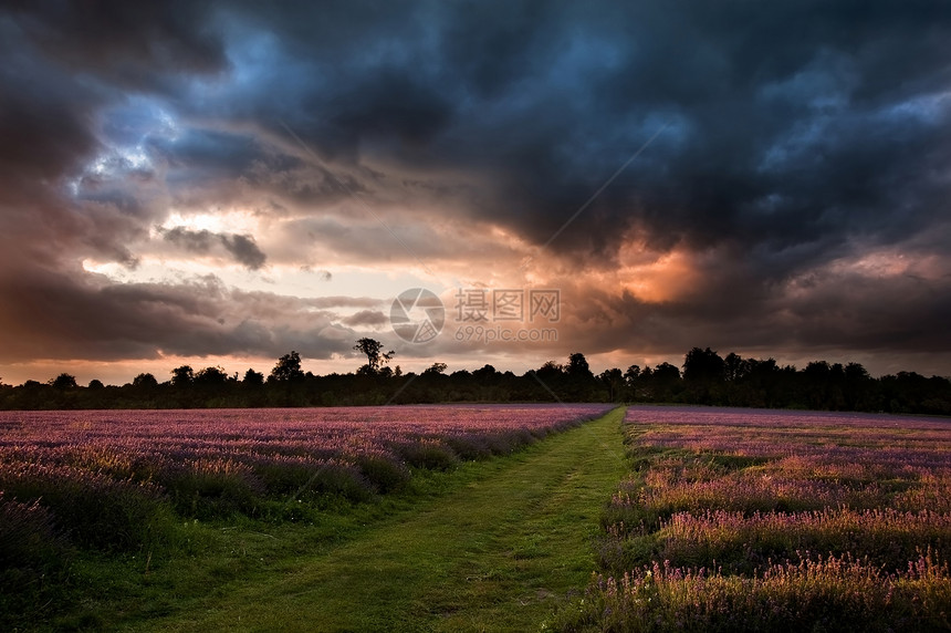 五颜六色生动的夏季日落薰衣草的田野上,可爱的云图片