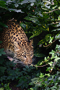 美丽的肖像豹豹帕杜斯大猫树叶被囚禁背景图片