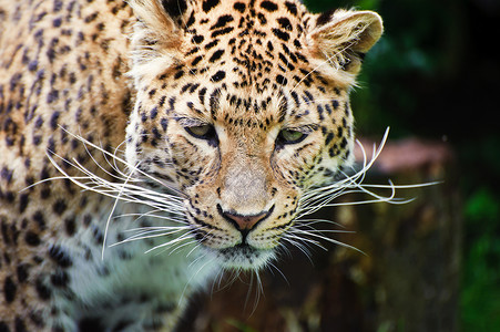 够坚强可爱美丽的肖像豹豹帕杜斯大猫树叶被囚禁背景