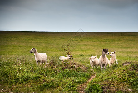 暴风雨的夏日,风景中的羊寻找风的掩护图片