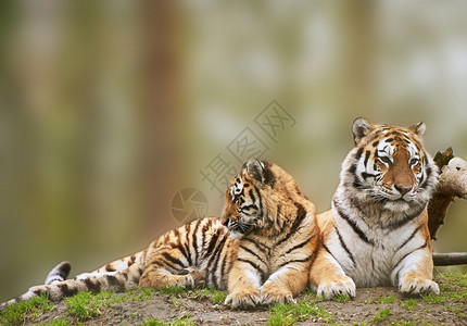 美丽的老虎与幼崽长满草的山上放松背景图片