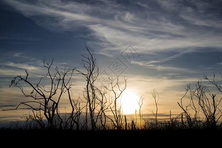 荒凉的灌木剪影映衬着迷人的日落天空图片